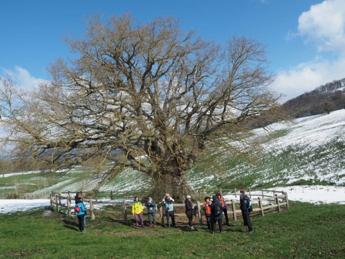 2022-04-03Arraitz Orkingo milurteko haritzari bisita (Ultzama)